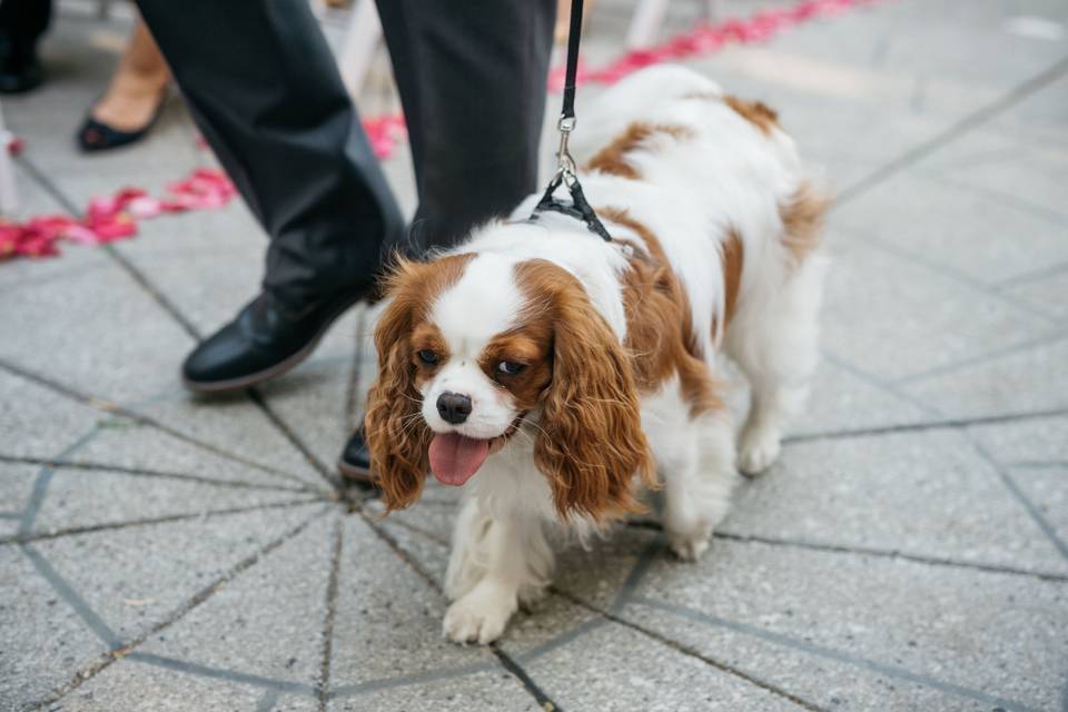 A furry friend joining the celebrations