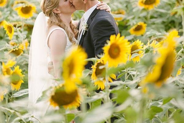 Newlyweds kissing in the sunflower field