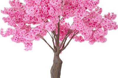 Pink dogwood tree rental