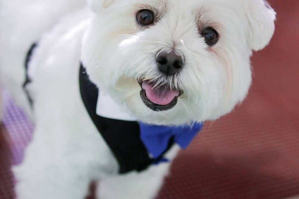 Ring Bearer