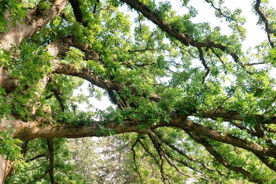 Walking under the oak tree
