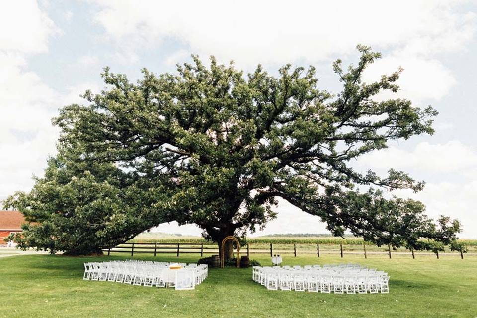 Wedding tree