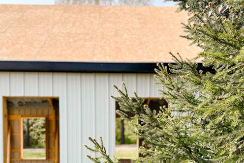 Chapel surrounded by evergreen