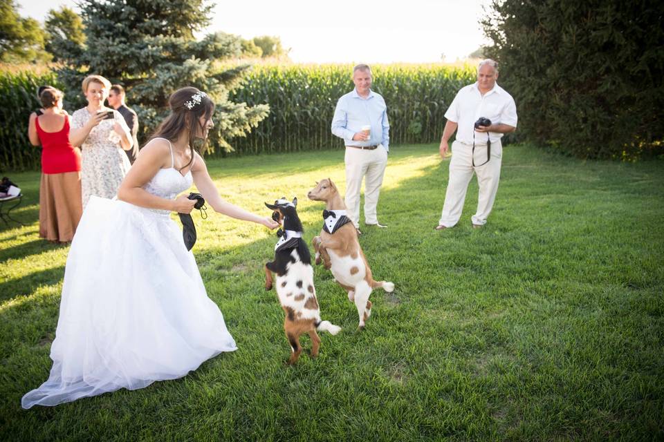 Guest-of-honor with goats