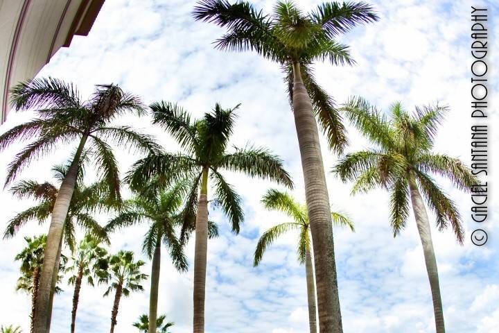 Coconut trees