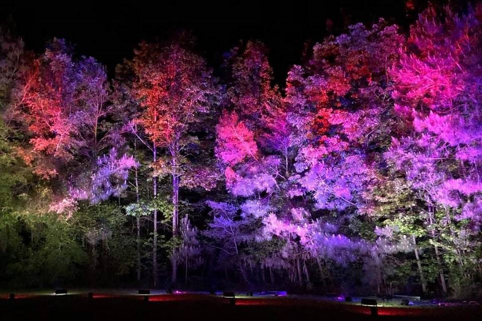 Event - Tree Wash Lighting