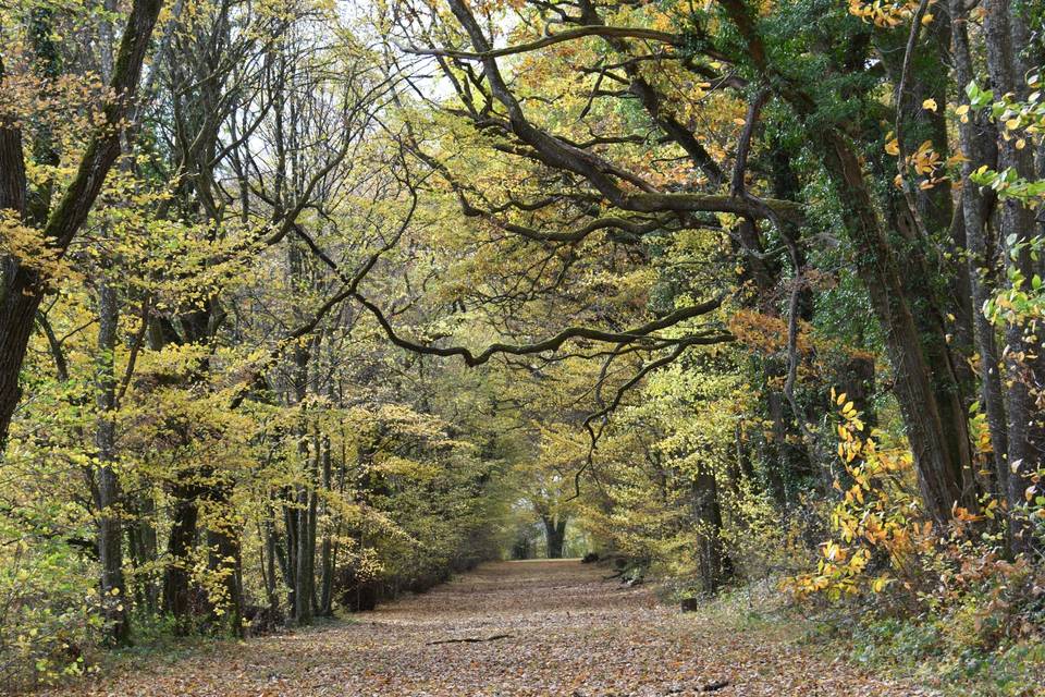 Local forest