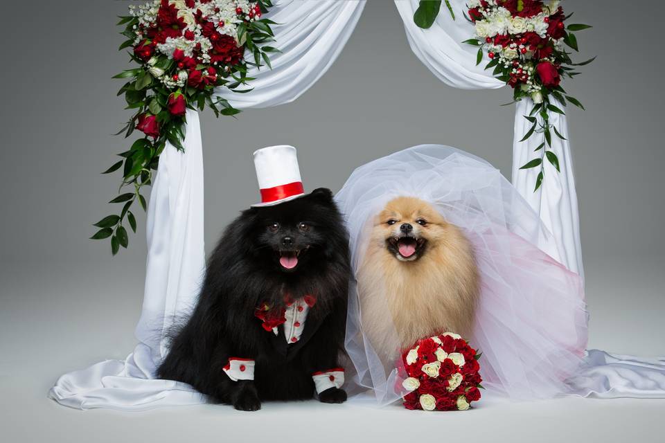 We do pet weddings for fun
