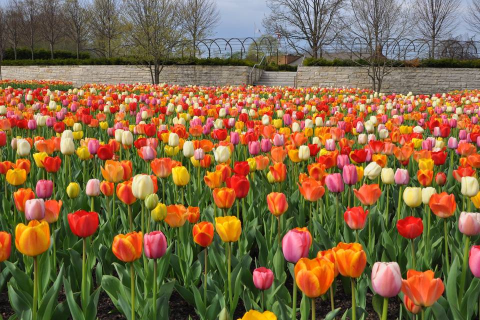 Cantigny Park