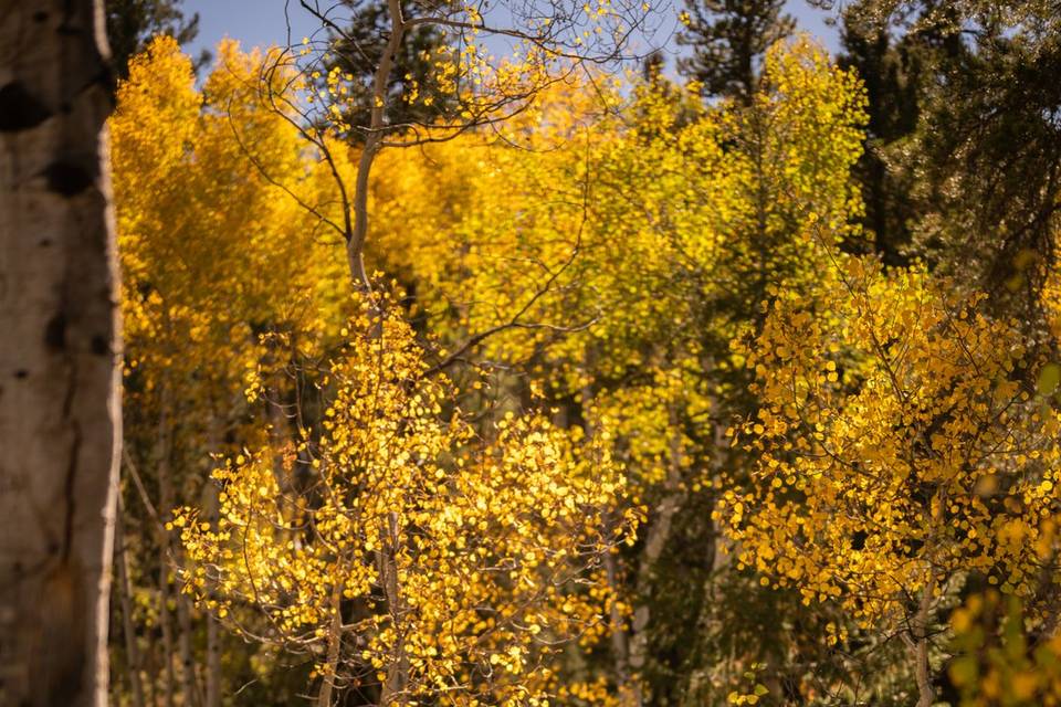 Fall First Look