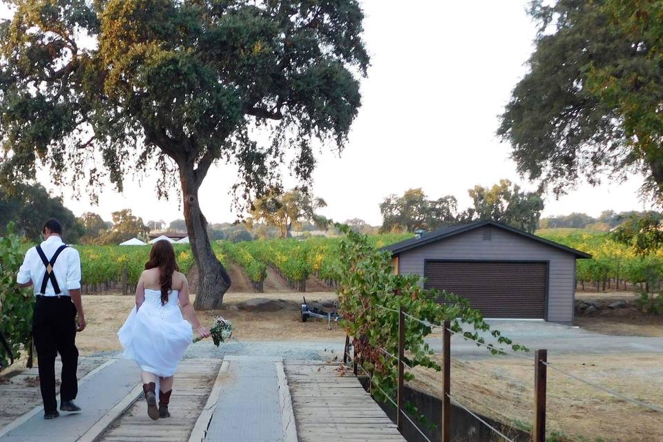 Bridge in the Vineyard