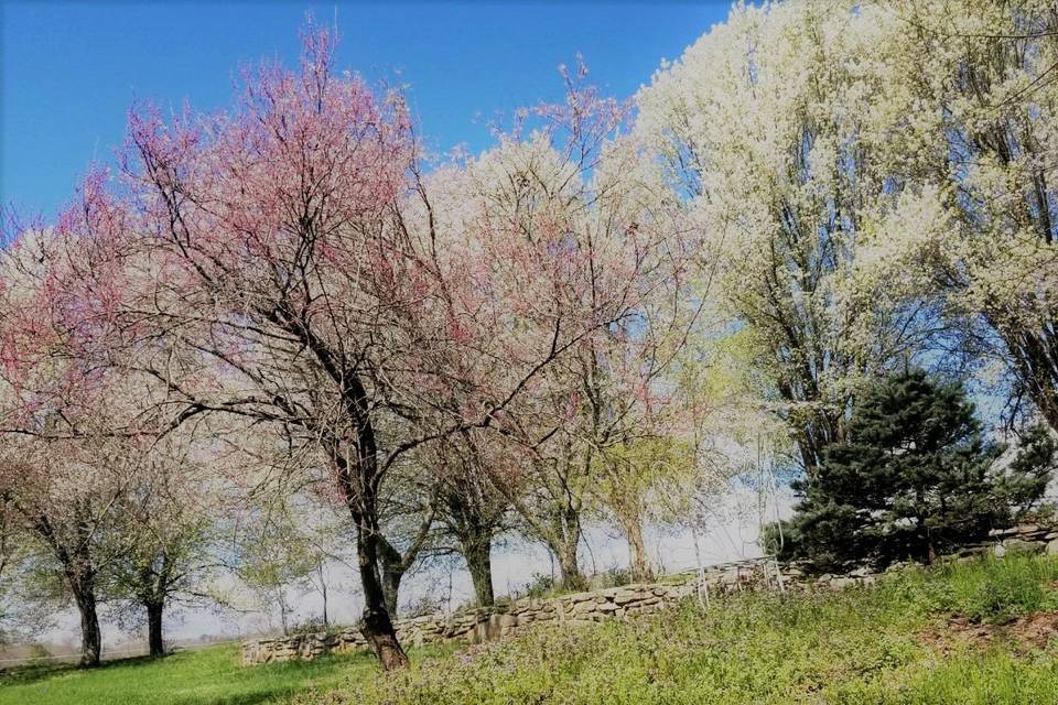 Pear and Cherry Trees