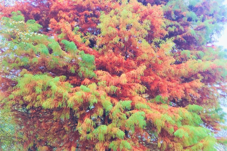 Redwood in Fall