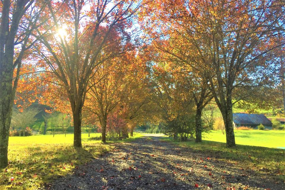 Fall Colors, Front Drive