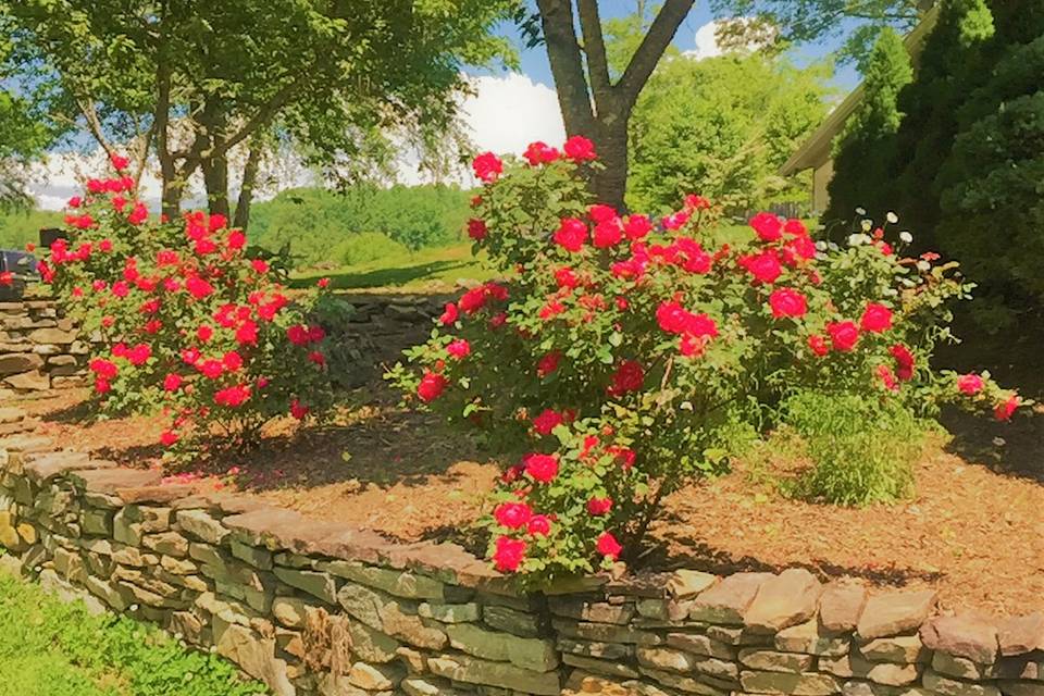 Roses and Rockwork