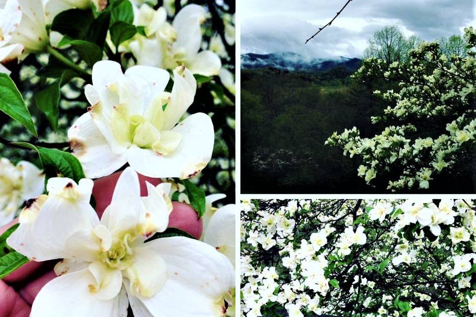 Double Blooming Dogwood