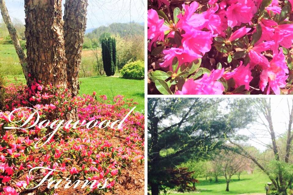 May Azaleas in Bloom