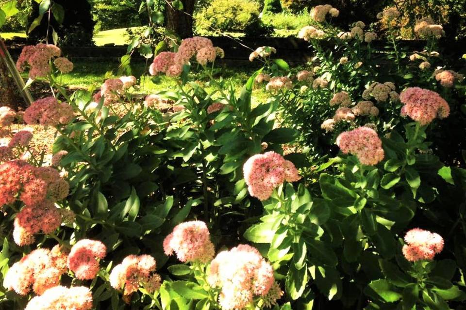 Pink Pastels, Front Garden