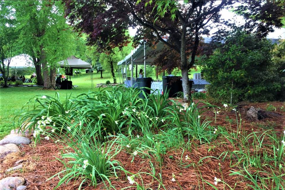 Day Lily Bed