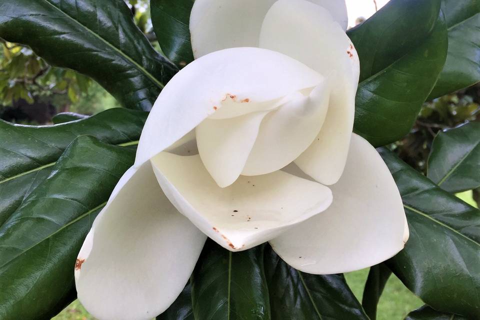 Magnolia Bloom