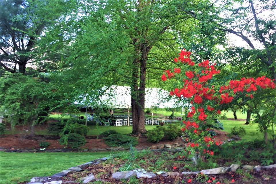 Orange Azaleas Bloom