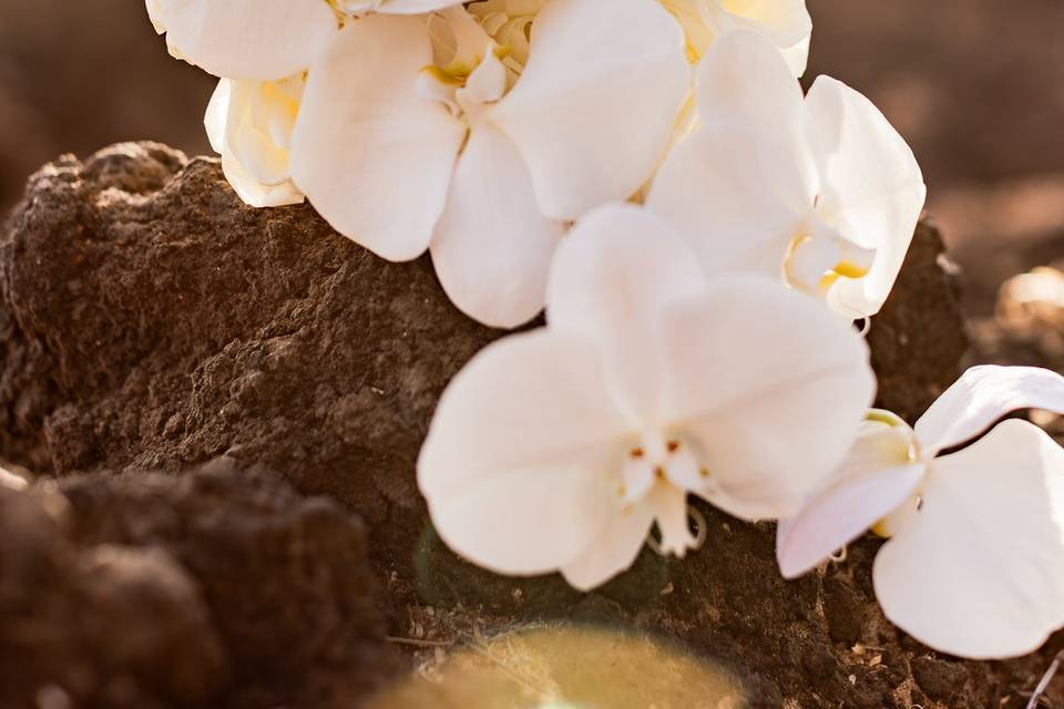 Avid Events Hawaii