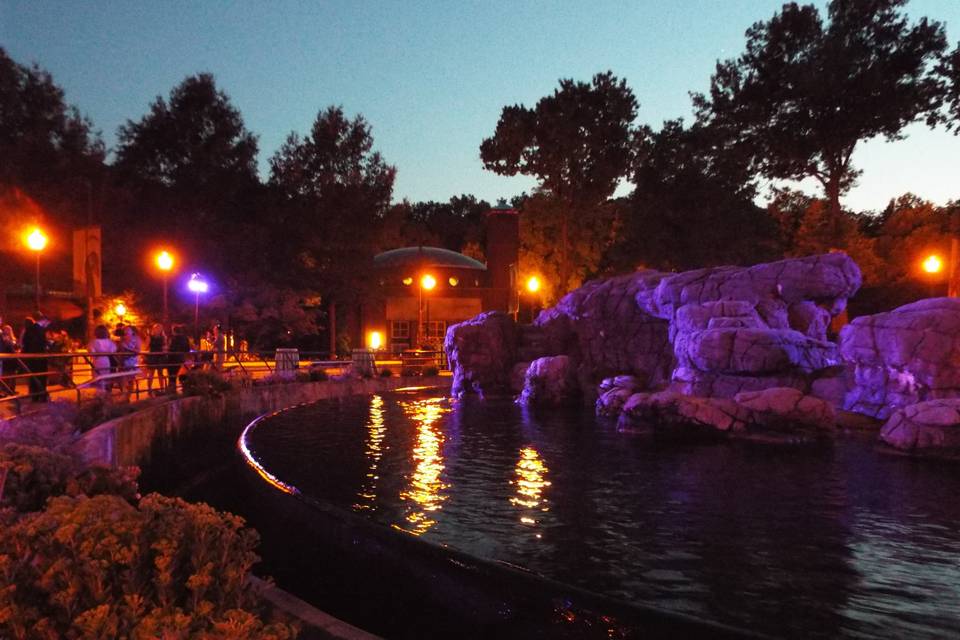 Sea lion pool at night