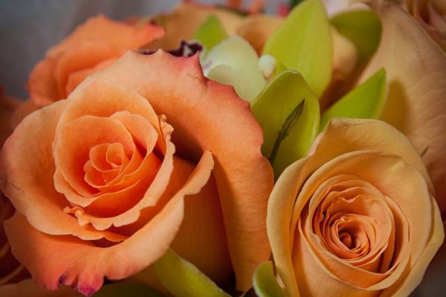 TerraRosa Photography