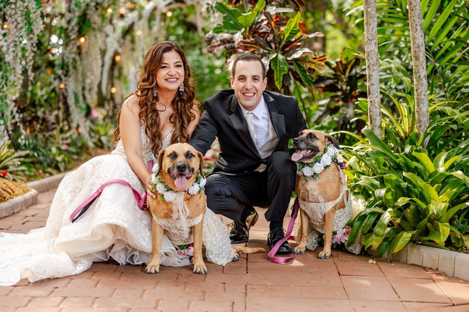 Dogs in wedding party