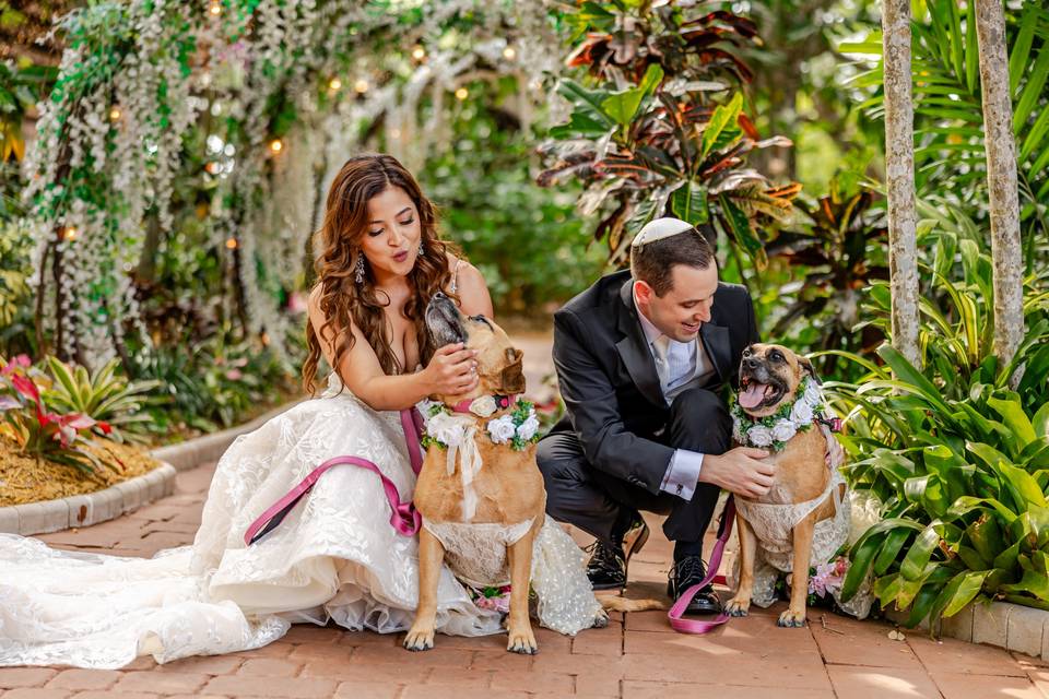 Dogs as ring bearer