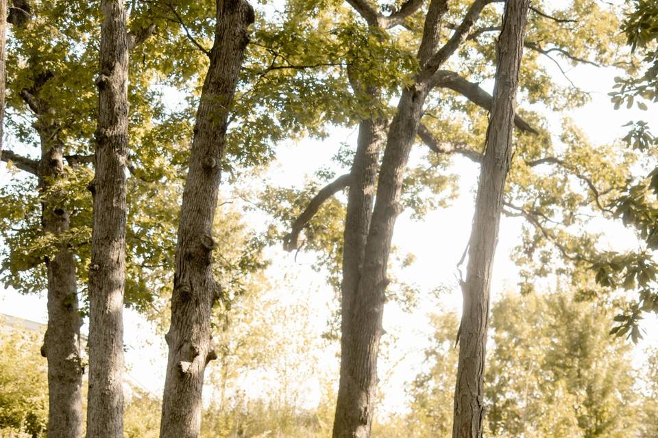 Willow Walk Photography