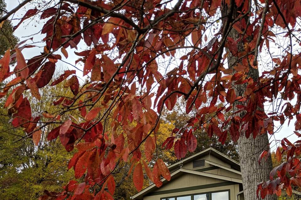 Front yard, looking at house