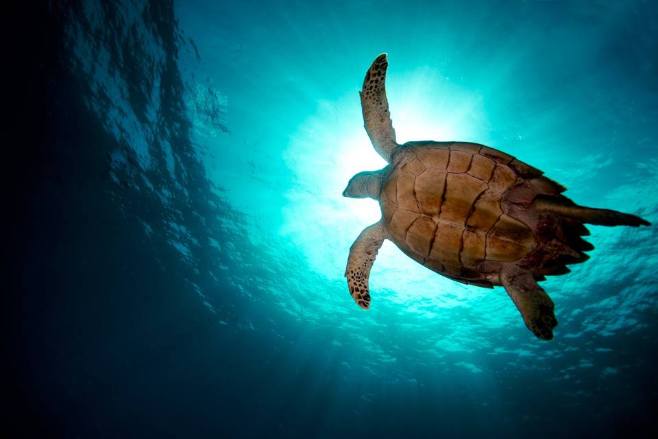 Sea turtle