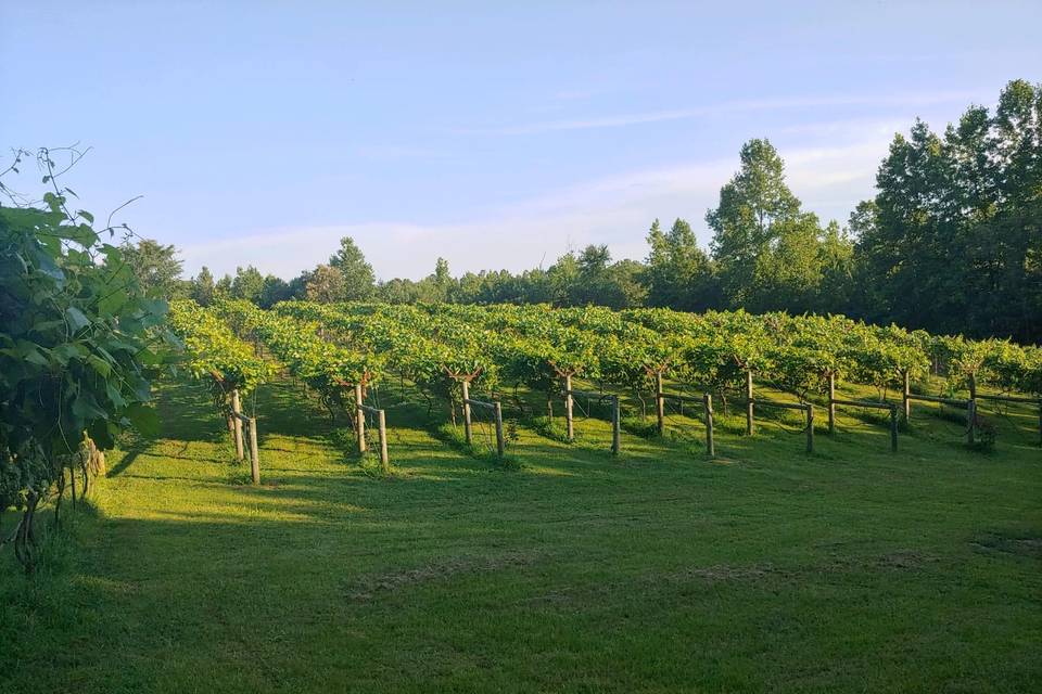 Blue Cielo Farms Vineyards & Winery