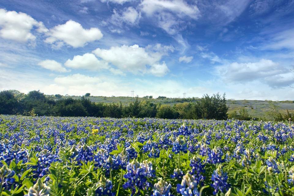 Blue Hills Ranch