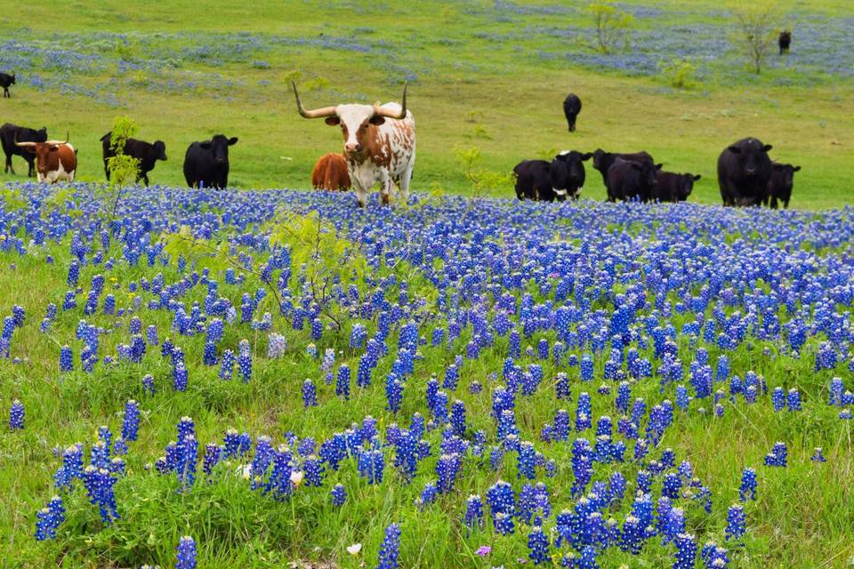 Blue Hills Ranch