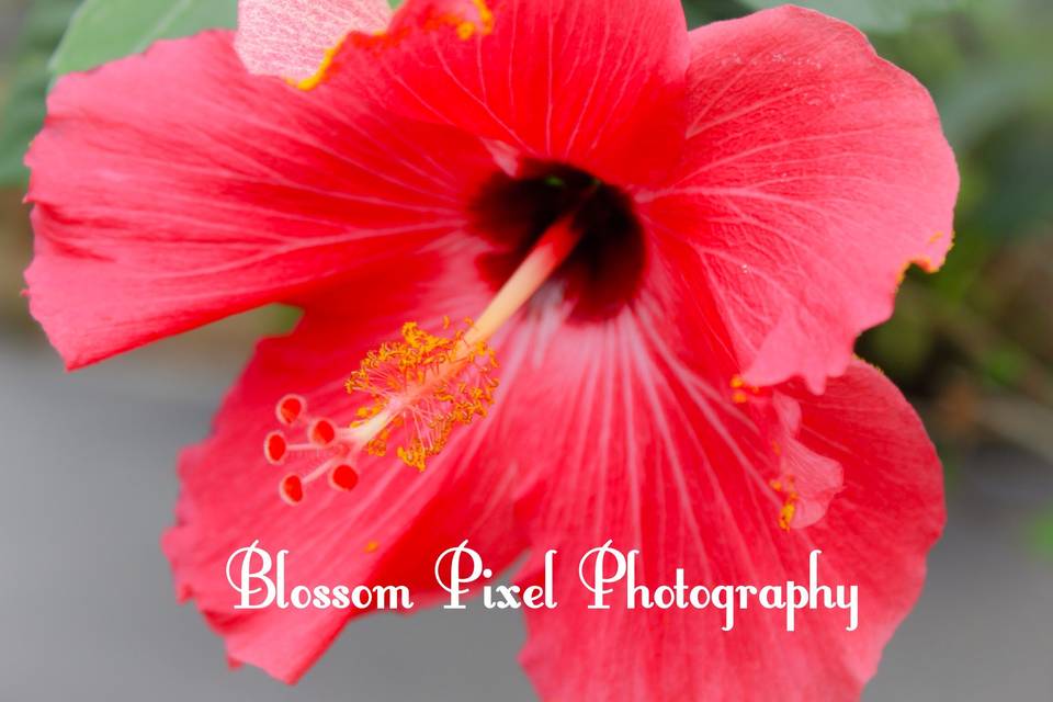 Blossom Pixel Photography