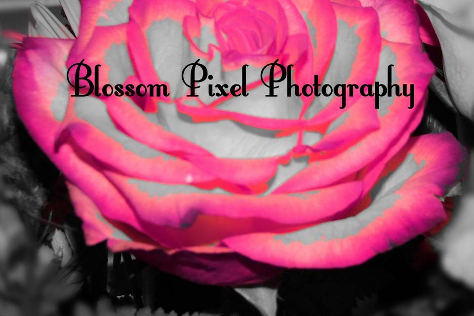 Blossom Pixel Photography