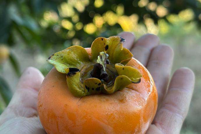 Persimmon From Our Farm