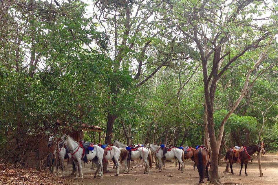 Horseback riding