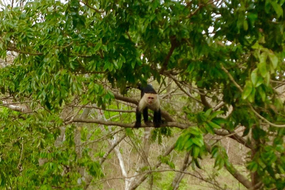 Monkey by the branch