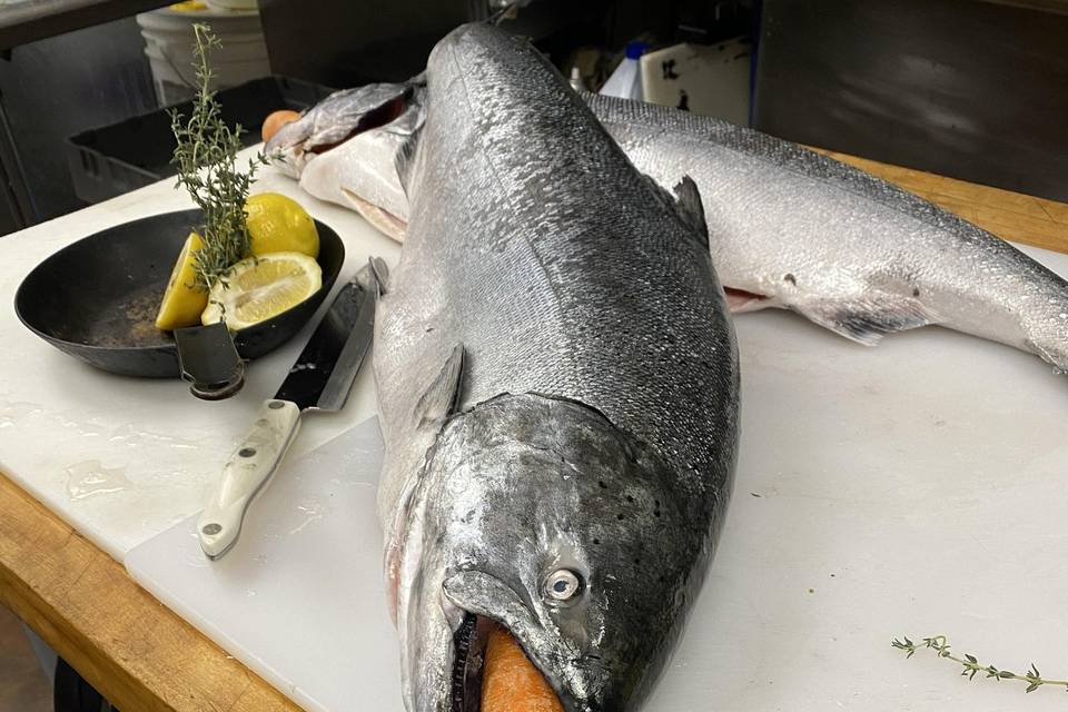 Fresh caught salmon