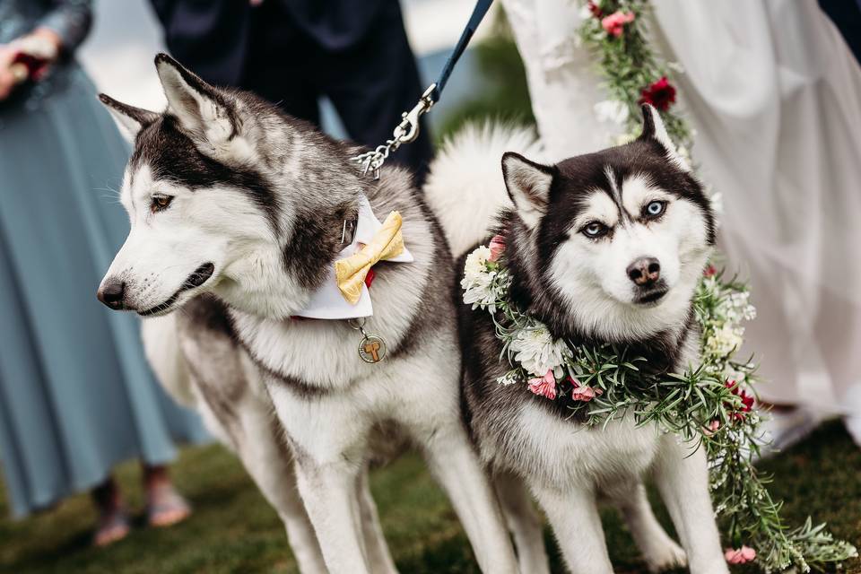 Fur Babies