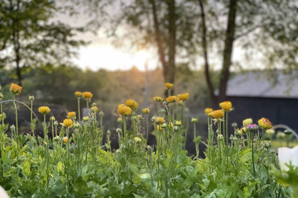 Spring Flower Fields