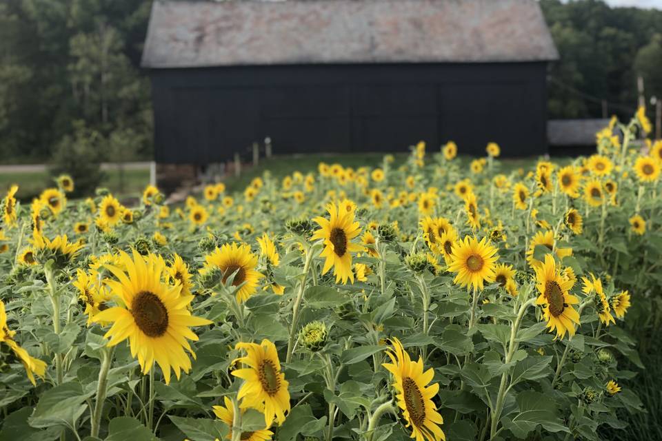 Sunflower fields