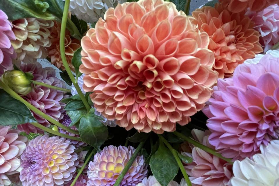 Dahlia Season!