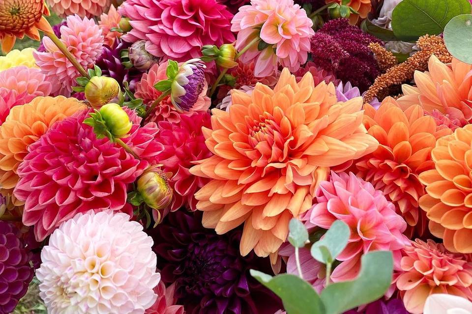 Dahlias