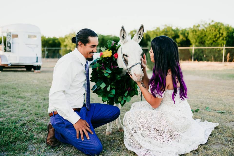 Wedding donkey