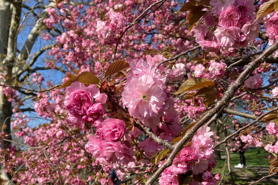 Cherries blossoms Central Park