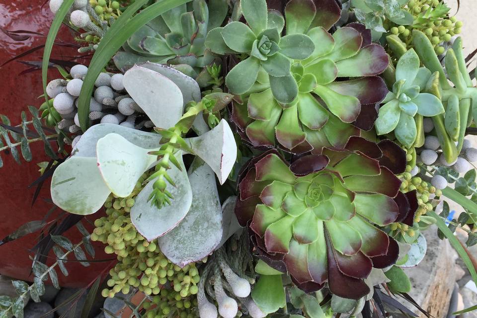 Stunning Succulent Bouquets